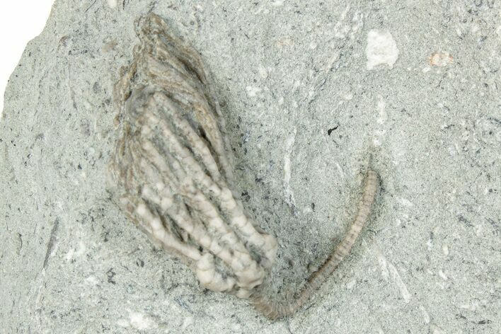 Fossil Crinoid (Pachyiocrinus) - Crawfordsville, Indiana #291748